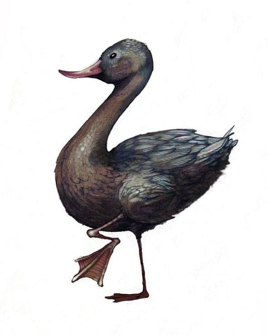 The Lomond Duck - Giclee print